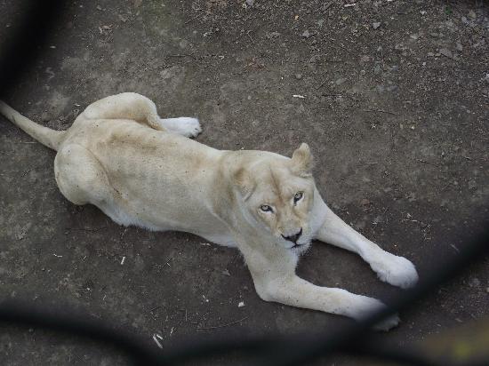 Beifang Forest Zoo