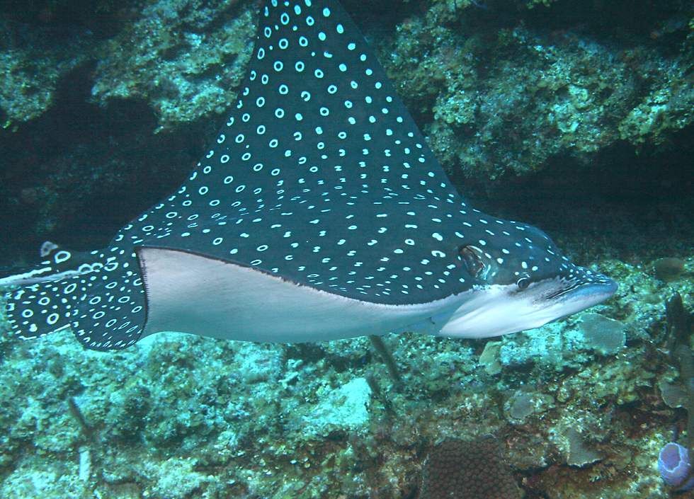 Eagle Ray Pass