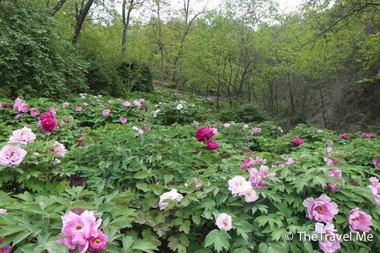Agu SpringScenic Resort
