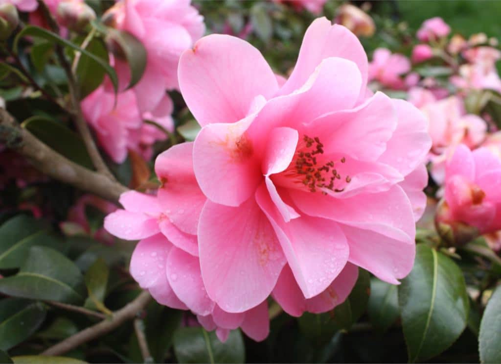 Big Camellia Sasanqua
