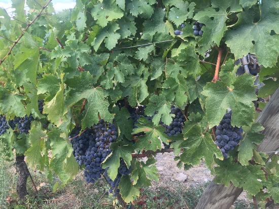 Fattoria Montechiari