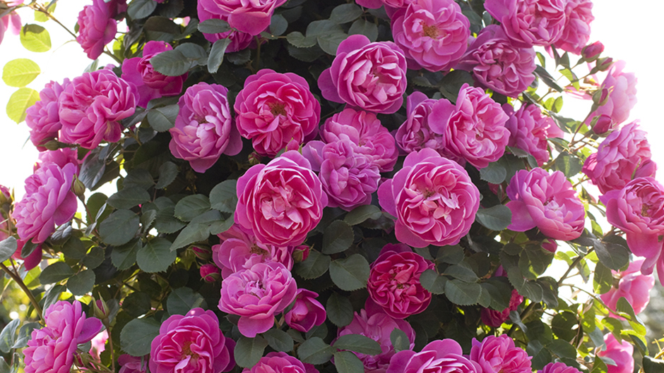 Rosa & Berry Tawada