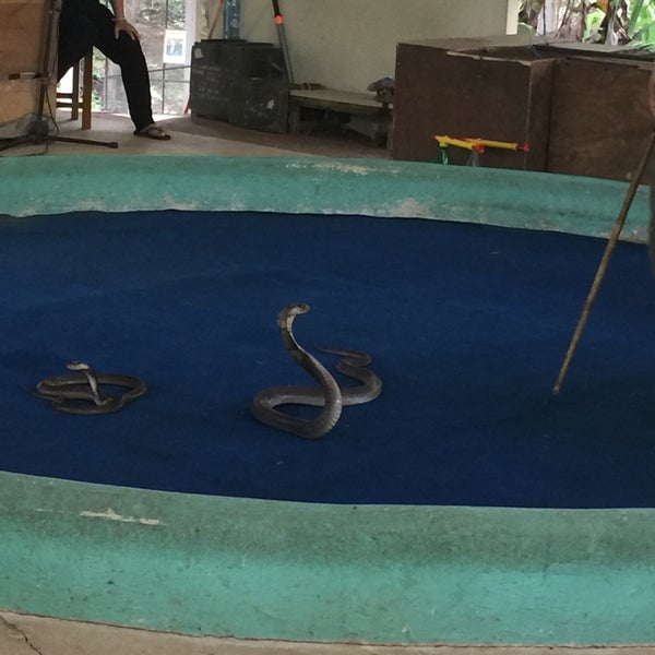 Mae Sa Snake Farm