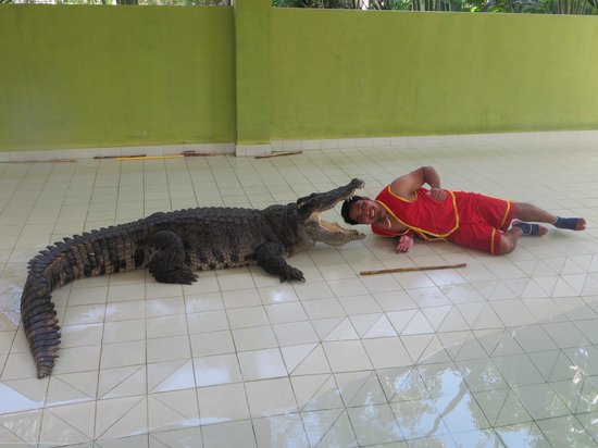 Maerim Crocodile Show