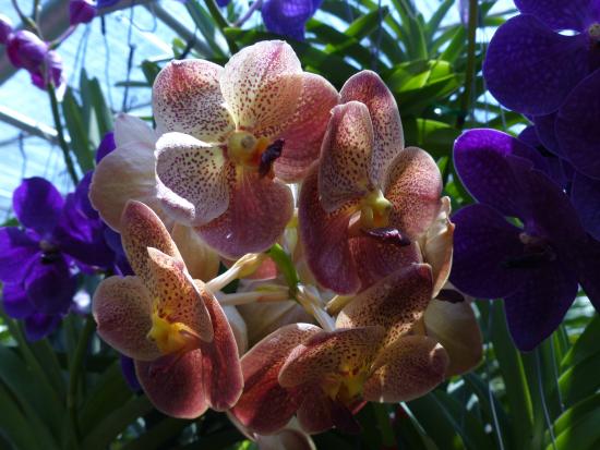 Orchid and Butterfly Farm