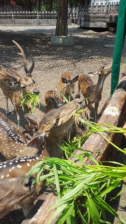 Lopburi Zoo