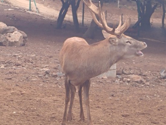 Yaar Haayalim - Deer Forest