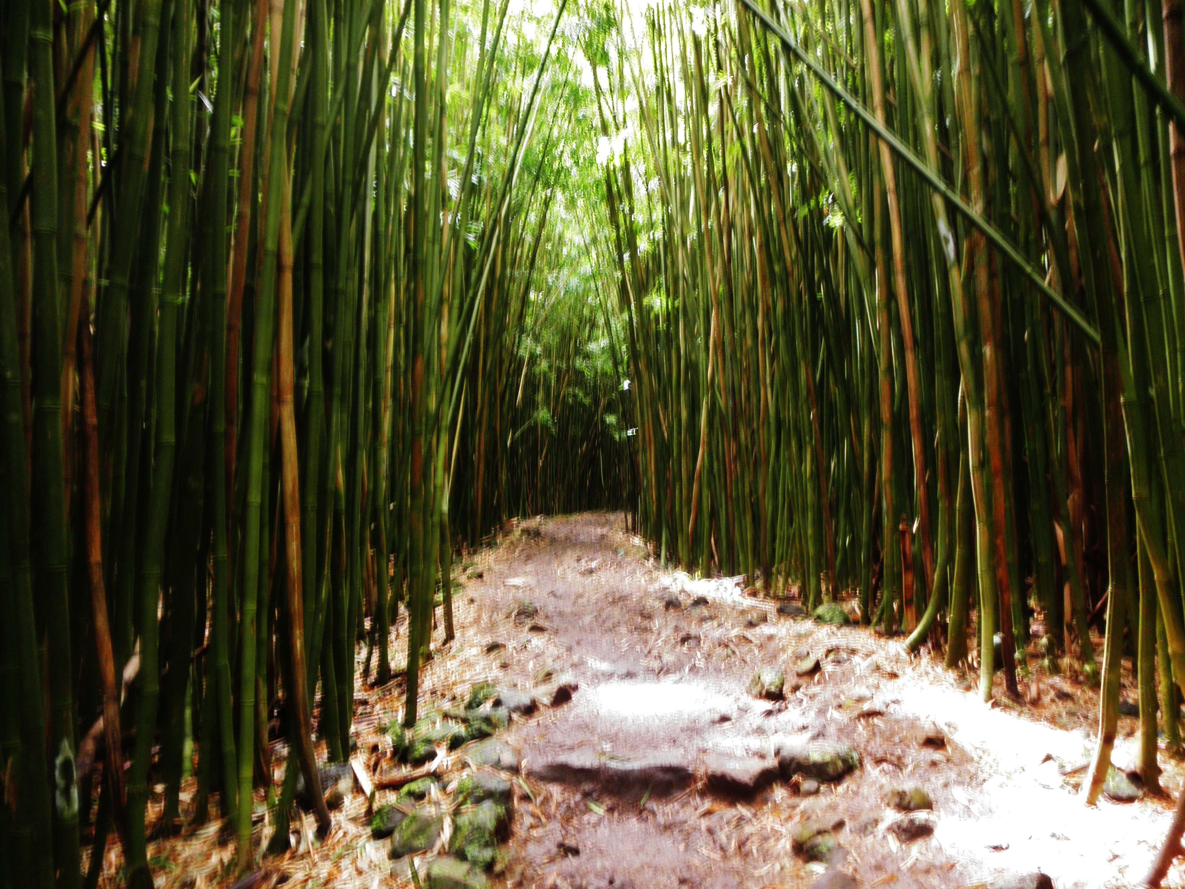Bamboo Forest