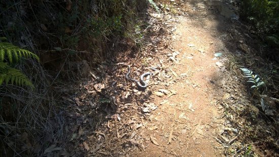 Keppel Lookout Trail