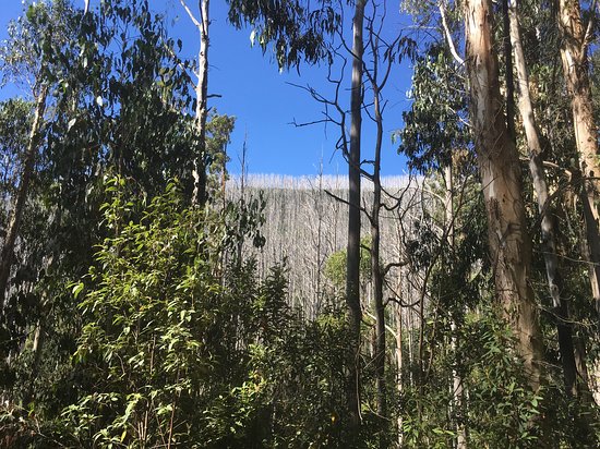 Lady Talbot Forest Drive