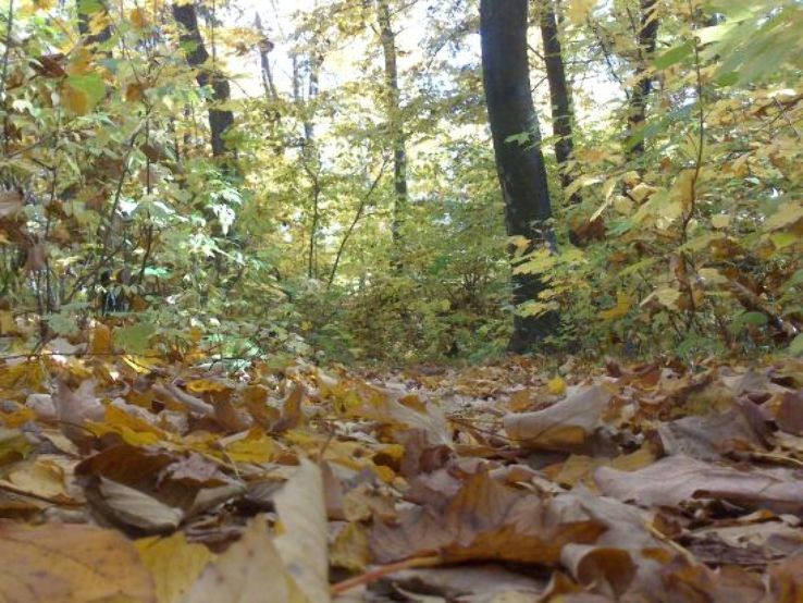 Wolski Forest