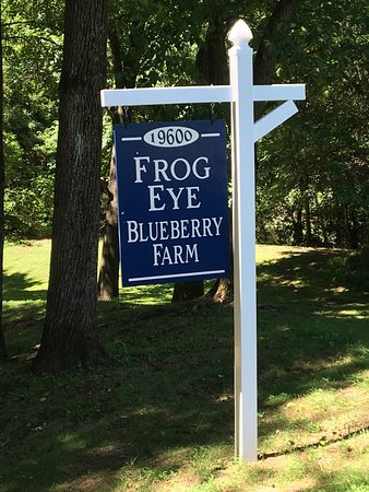 Frog Eye Farm
