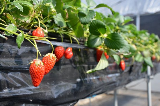 Koka Strawberry House
