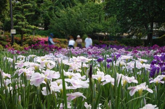 Japanese Iris Garden