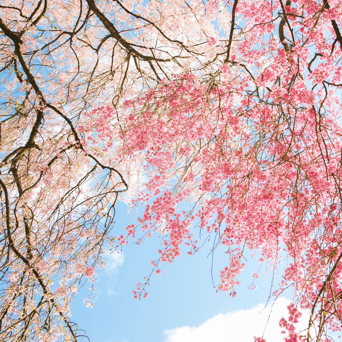 Momozen Cherry Blossom