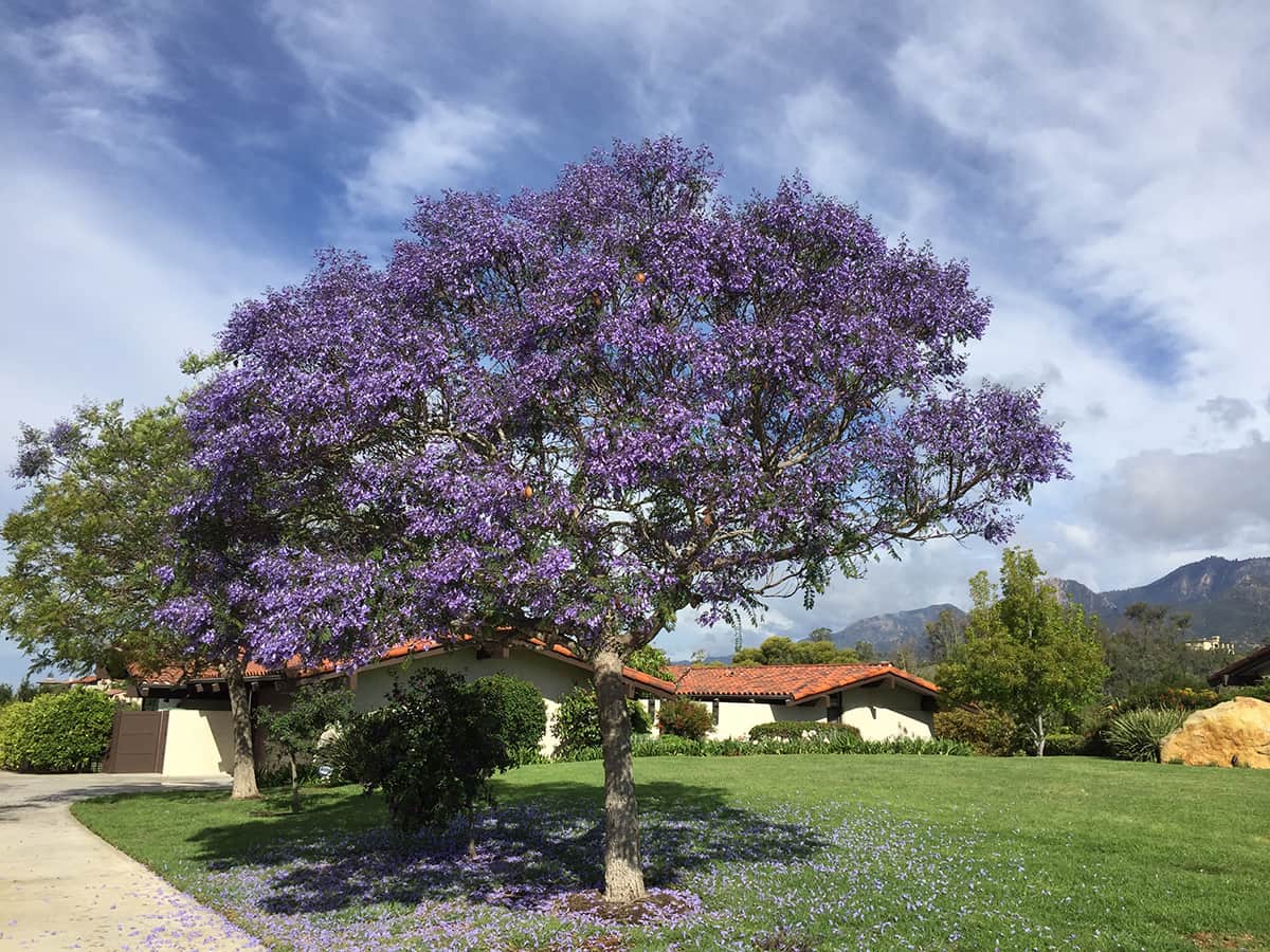 Jacaranda no Mori