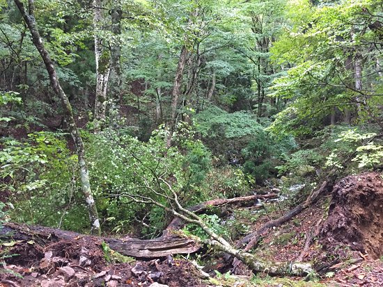 Wakasugi Natural Forest