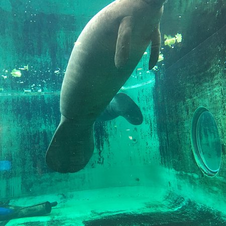 Manatee Center