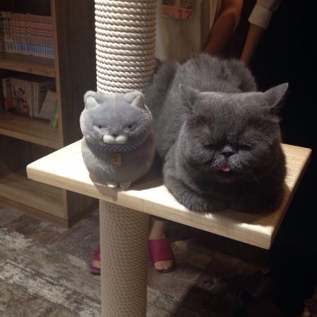 Cat Cafe Calico Musashino