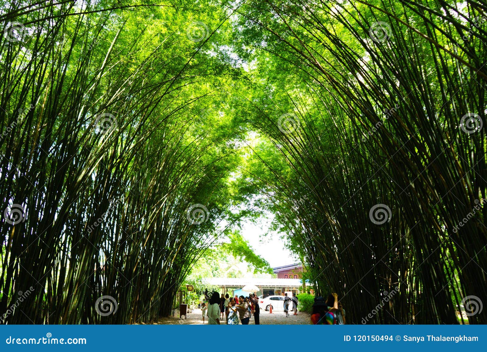 Bamboo Grove - Chulapornwararam Temple