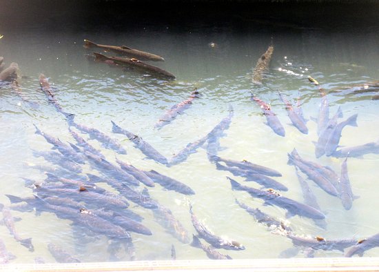 Penglai River Fish Watching Trail