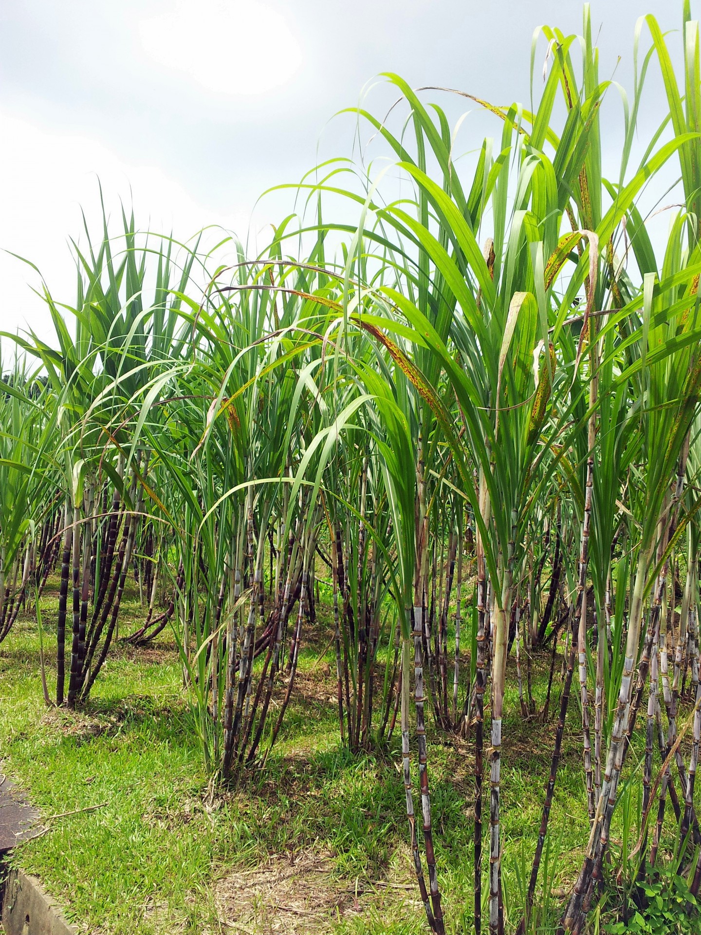 Gakiya Sugarcane Plantation