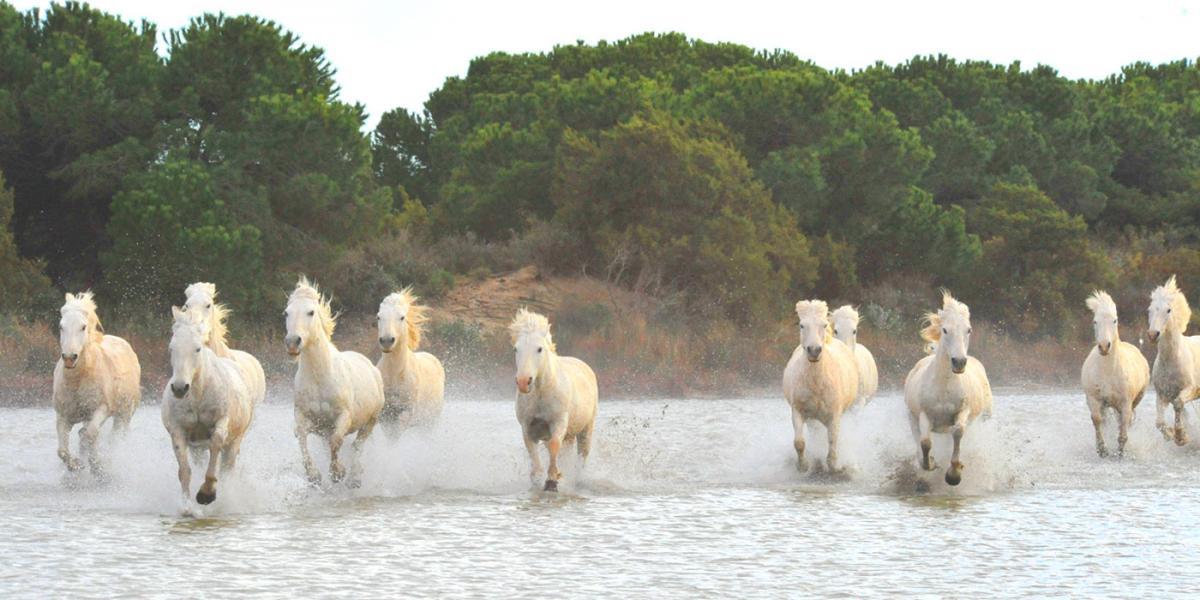 Maison du Cheval - Camargue Association