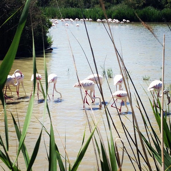 Le Parc Ornithologique de Pont de Gau