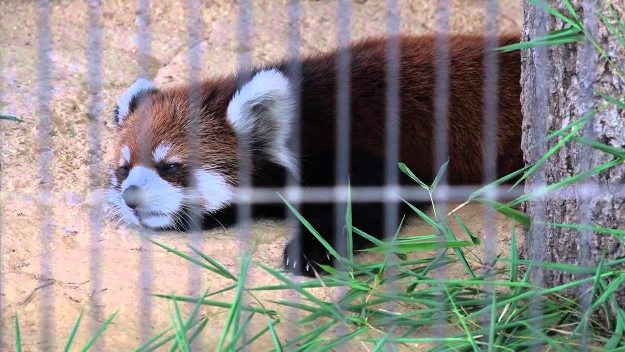Nishiyama Zoo
