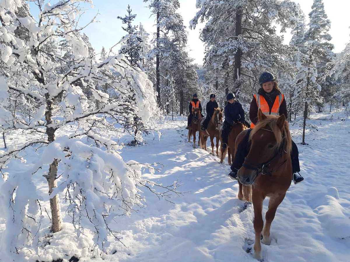 Polaris Point Horses