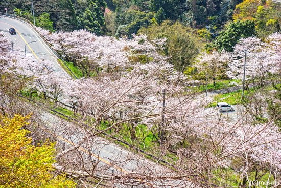 Shinyoshino Park