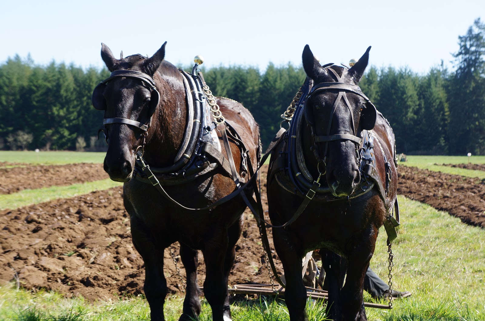 Horse & Plow