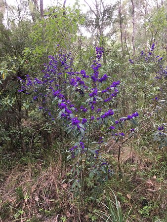 Greater Beedelup National Park