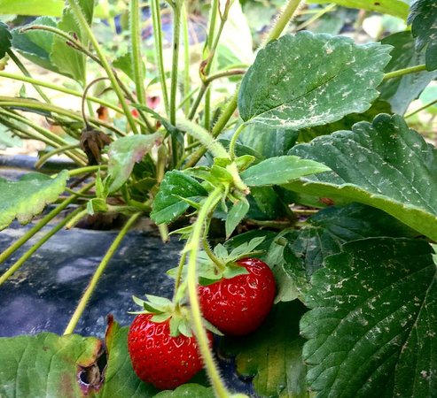 Il Giardino della Frutta