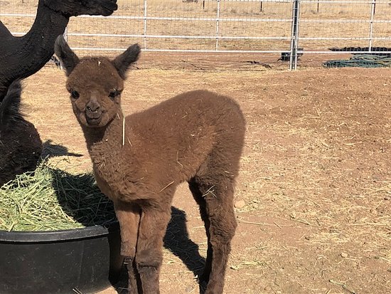 Plum Creek Alpacas