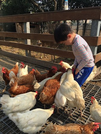 Daoxiang Farm