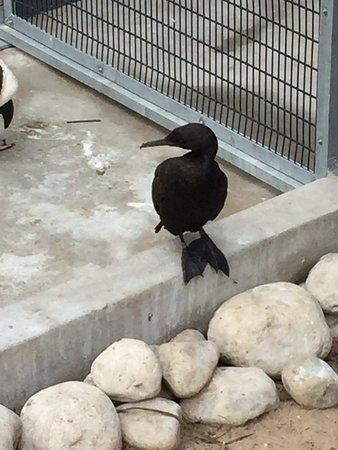 SANCCOB Western Cape - Seabird Rehabilitation Center