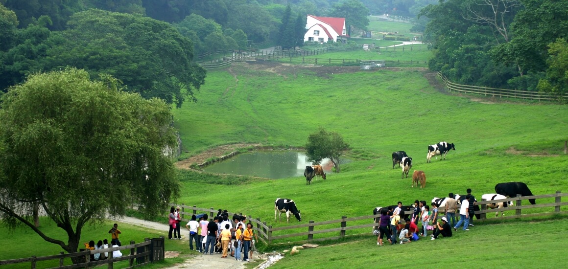 Flying Cow Ranch