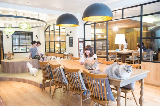 Cat Cafe Mocha Lounge Ikebukuro East Entrance