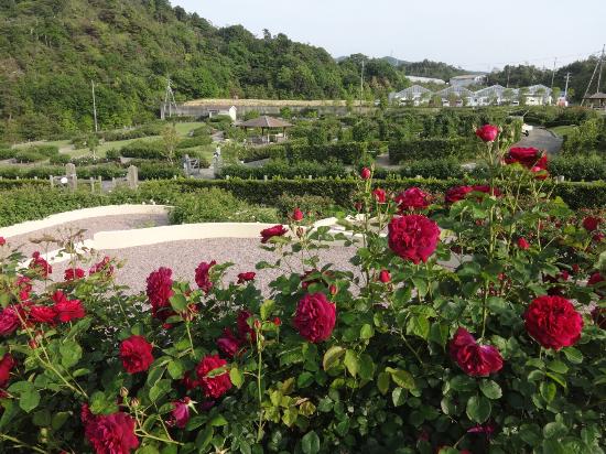 Hanasaki Farm / David Austin Roses