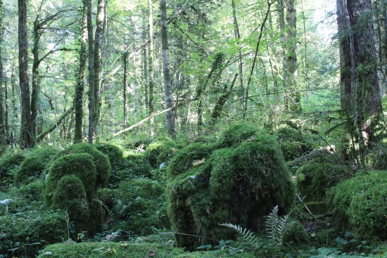 La Forêt de la Joux
