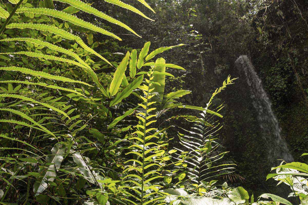 Tropical Rainforest Heritage of Sumatra