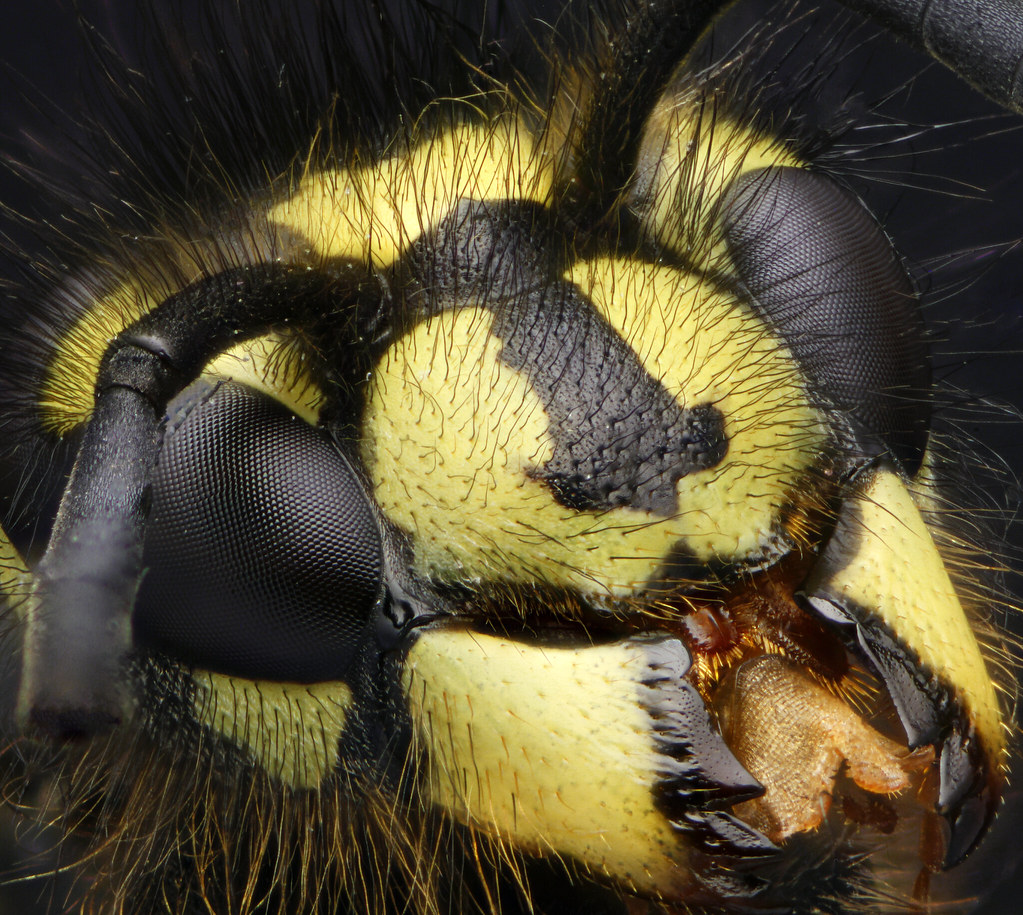 Wasp Head
