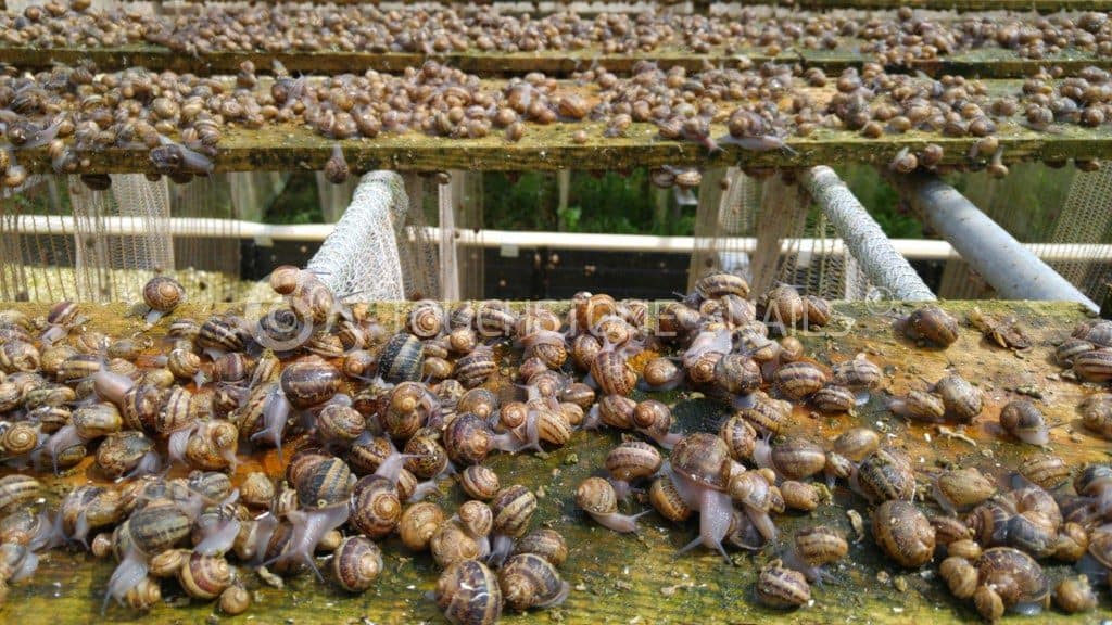Snail Farm
