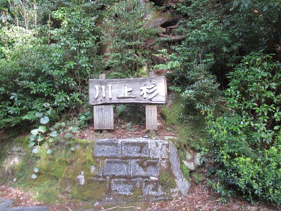 Kawakamisugi