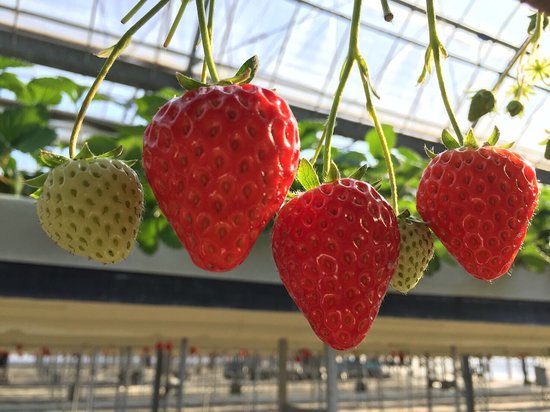 Osazen Strawberry Farm