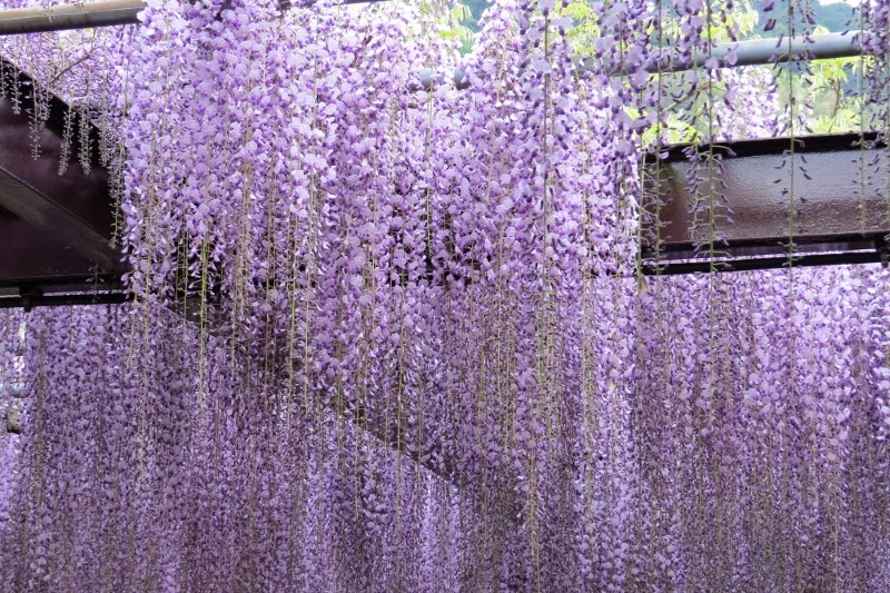 Japanese Wisteria of Kurogi