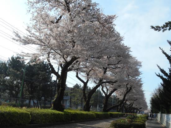Higashihara Cherry Blossom Trees