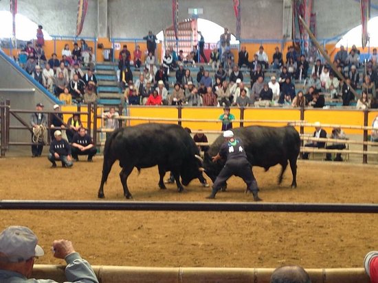 Uwajima City Bull Ring