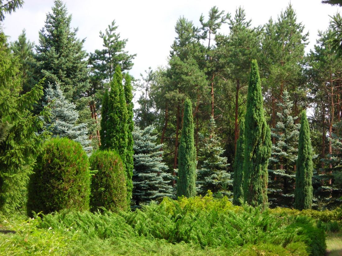 Vasyutinsk Arboretum